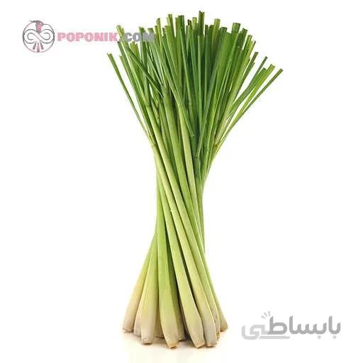 بذر علف لیمو