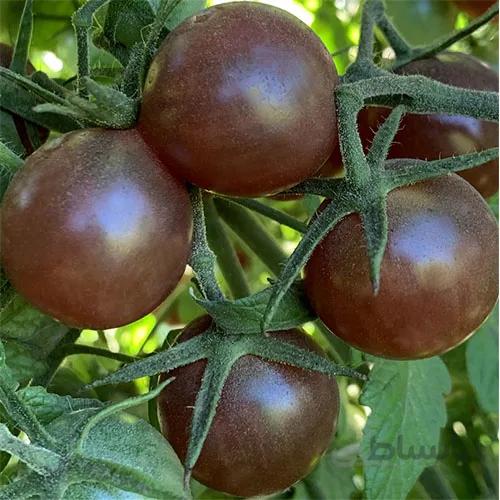 بذر گوجه چری مشکی