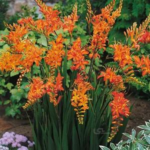 پیاز گل زنبق زعفرانی ا Crocosmia