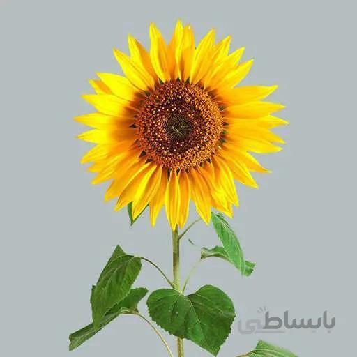 بذر آفتابگردان زینتی گلریز زرد