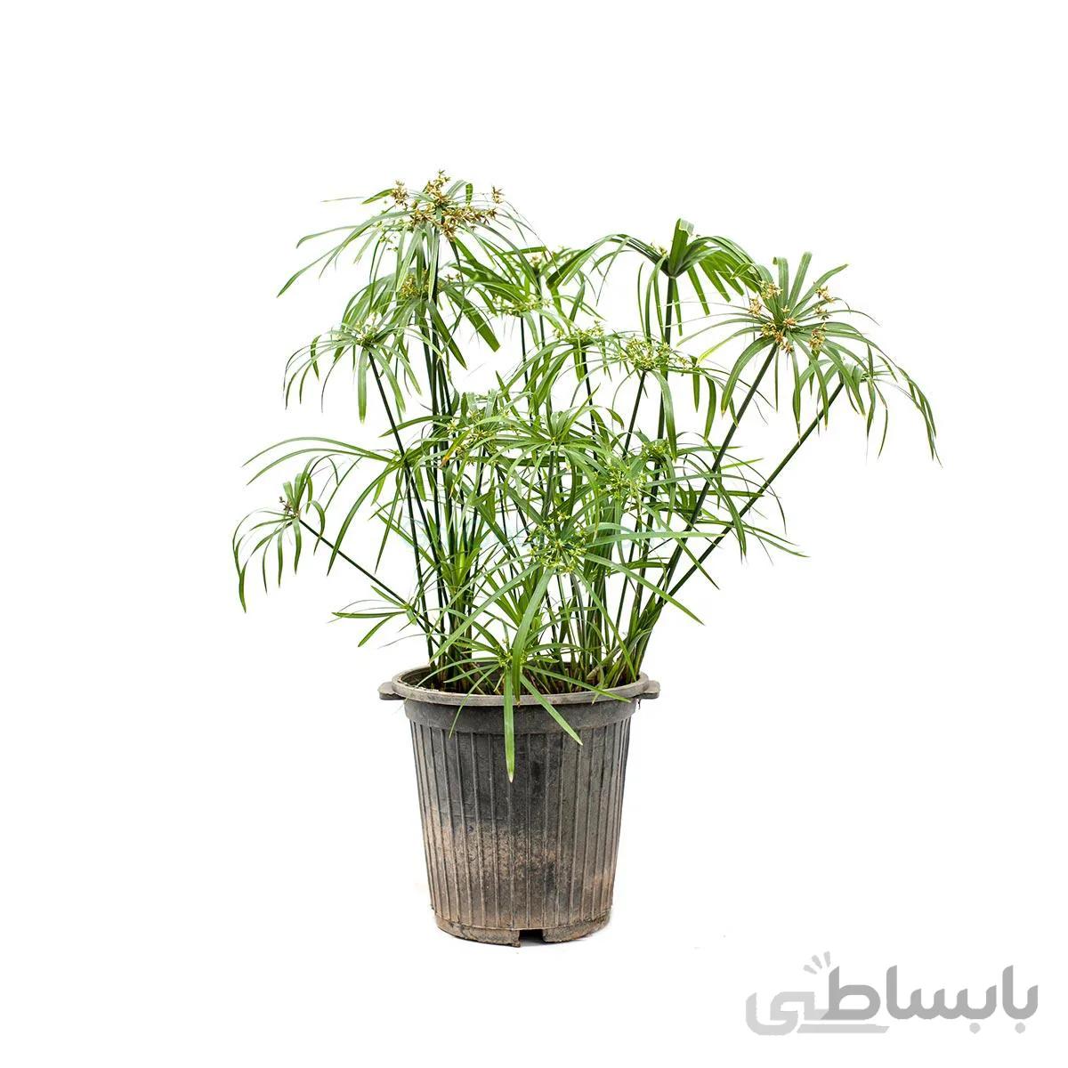 گیاه نخل مرداب | سایز بزرگ