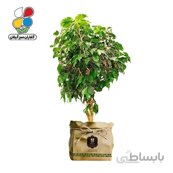 گیاه طبیعی بنجامین سبز گلباران سبز گیلان مدل GN13-12K