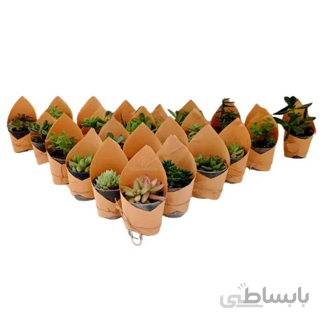 پک چندتایی ساکولنت سایز 6 (الوان)