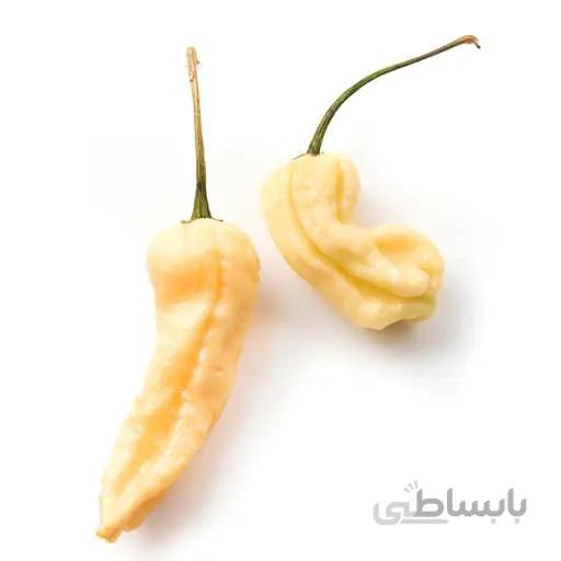 بذر فلفل روح سفید