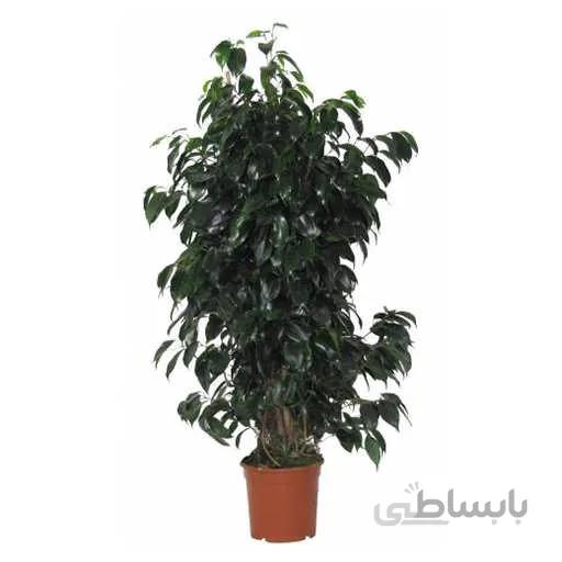 بذر فیکوس بنجامین