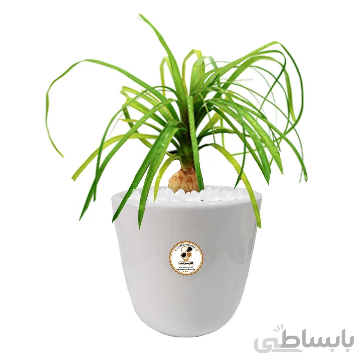 گیاه طبیعی لیندا بزرگ گلباران
