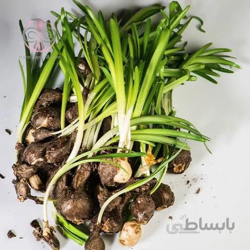 پیاز گل سنبل
