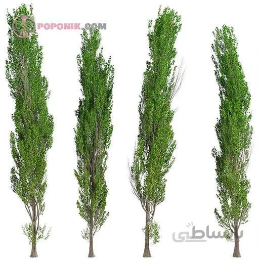بذر درخت تبریزی