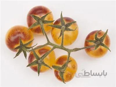 بذر گوجه گیلاسی Blue cream berries آمریکایی بسته 10 عددی