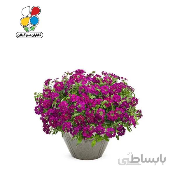 بذر گل شاهپسند بسته بندی کوچک مدل GPSF7S