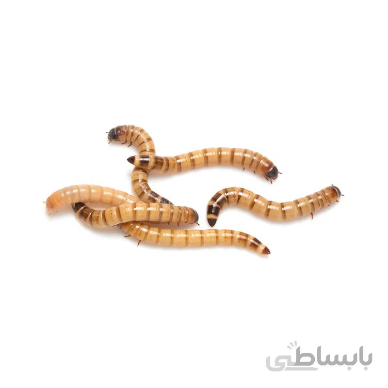 سوپرورم زنده