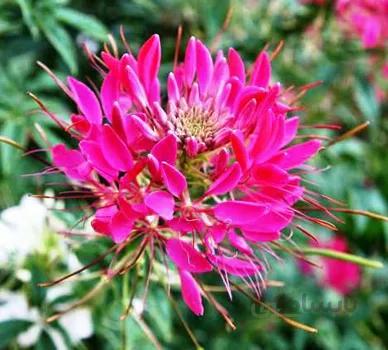 بذر گل کلئوم قرمز ا cleome