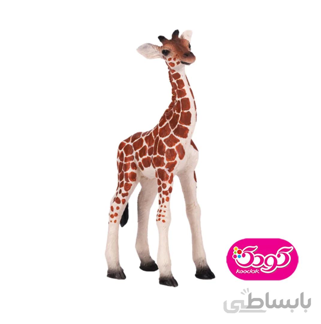 بچه زرافه 381034 – حیوانات موجو