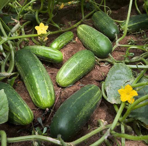 بذر خیار محلی خوش طعم اصفهان بسته 20 عددی