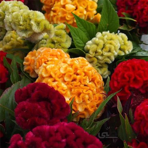 بذر گل تاج خروس چتری الوان