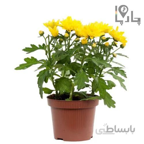 گل داوودی سایز کوچک