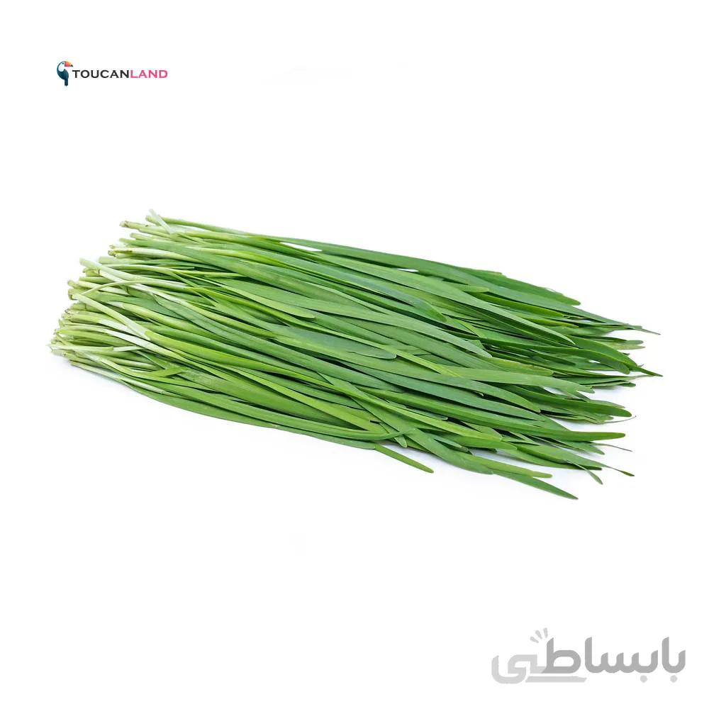 بذر تره کد 331273