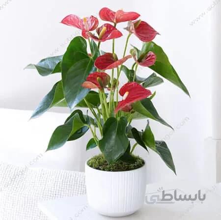 خرید گل آنتوریوم هدیه