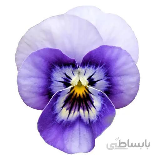 بذر گل بنفشه ابی مشکی
