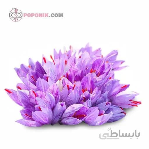پیاز گل زعفران