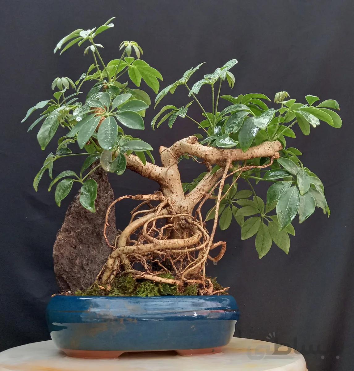 بونسای(بنسای) شفلرا کلکسیونی ۱۳ ساله ا Sheflera bonsai