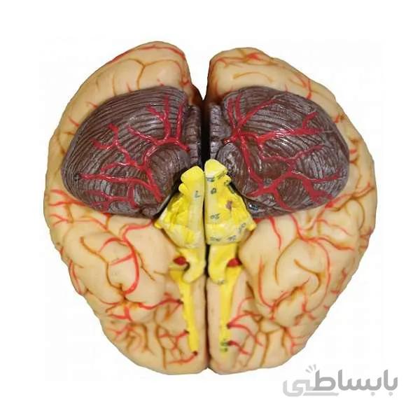 قیمت، خرید و مشخصات مولاژ 8 قسمتی مغز انسان