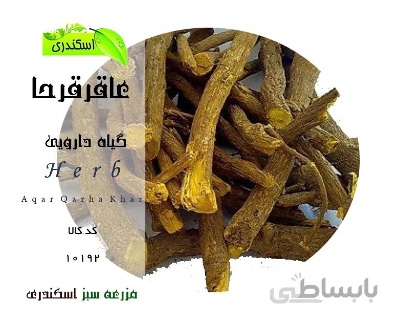 گیاه عاقرقرحا
