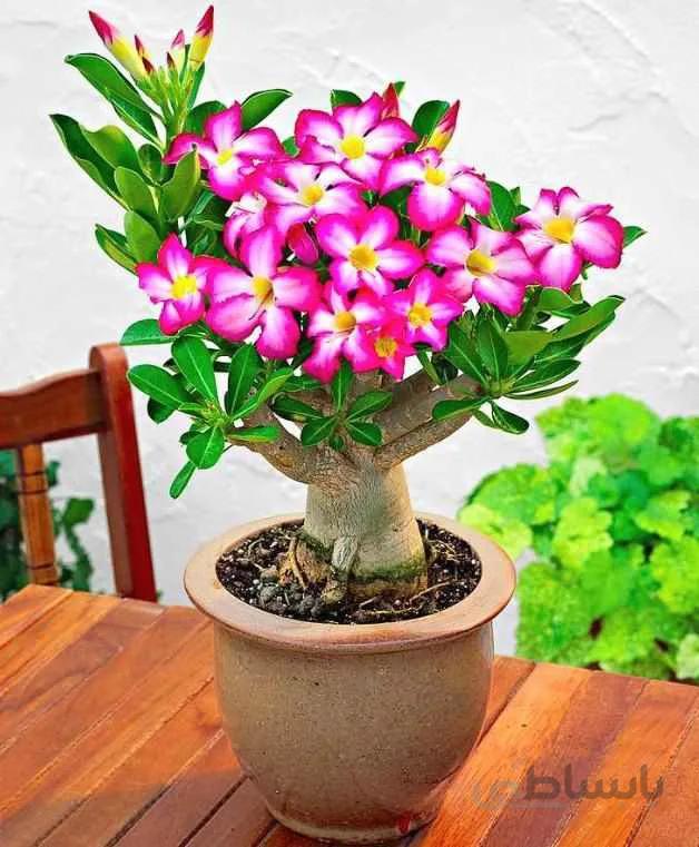 بذر بونسای ادنیوم ( اورجینال )