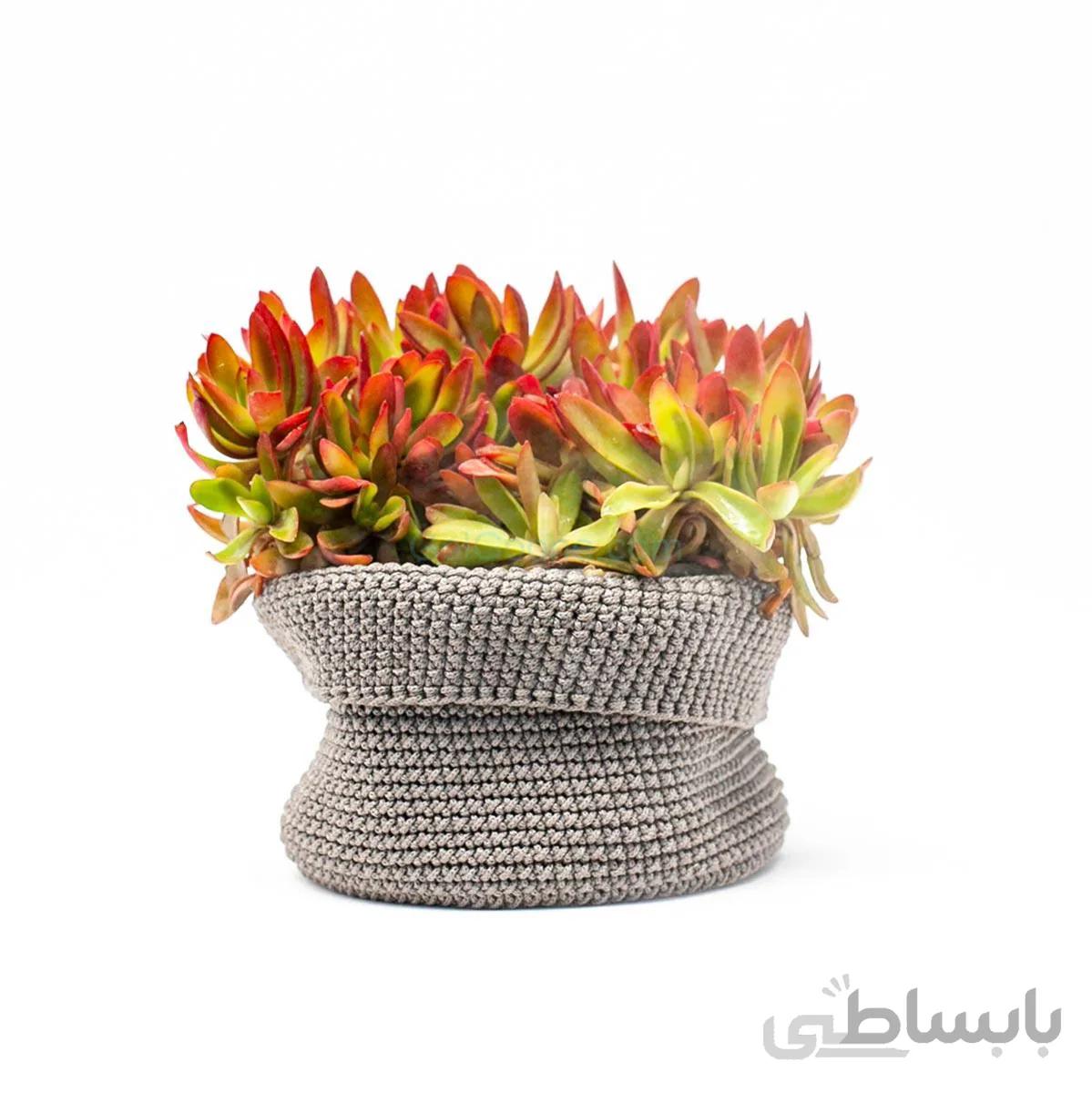 گیاه کراسولا آتشی | سایز متوسط