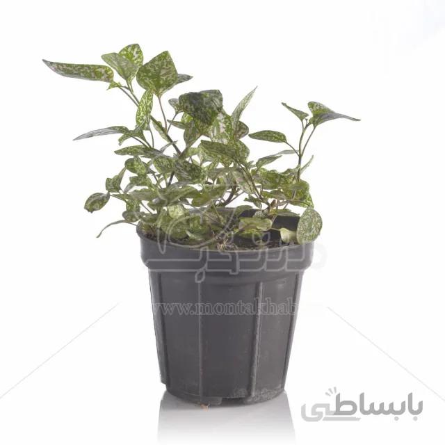 گیاه آپارتمانی گل سنگ ارتفاع 17 سانتی متر