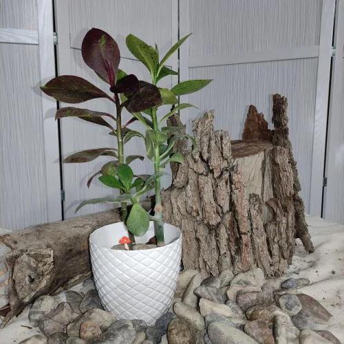 گل فردوس ا Synadenium Granti
