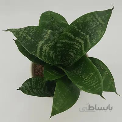 سانسوریا پاکوتاه بسیار باکیفیت