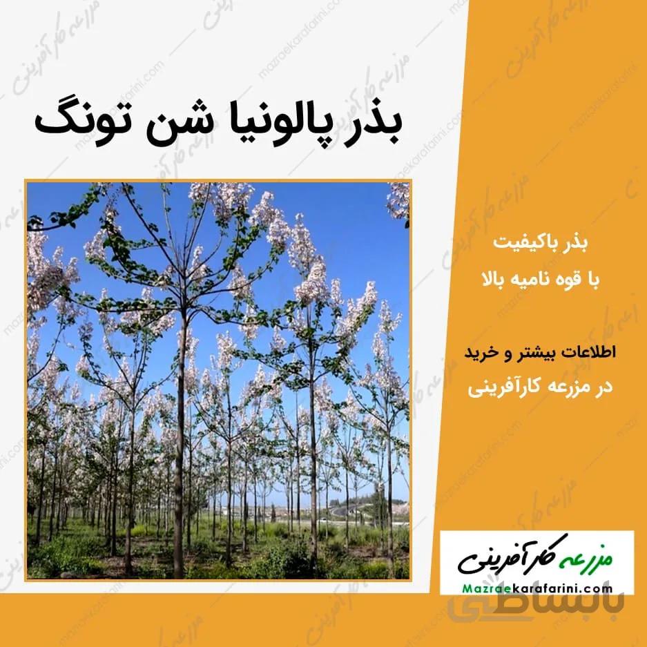 بذر پالونیا شن تونگ-بسته 5 گرمی