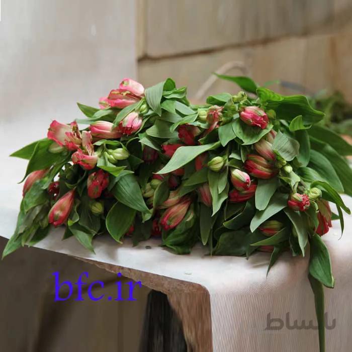 دسته آلسترومریا