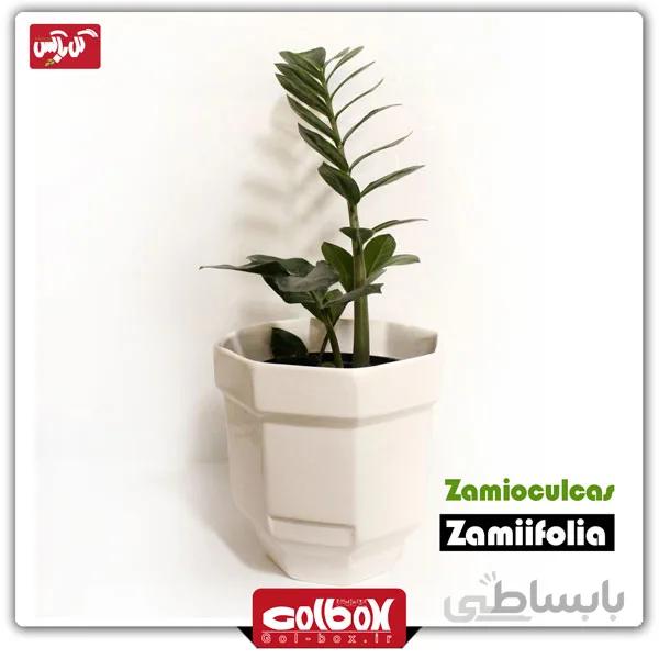 گیاه زامیفولیا سبز