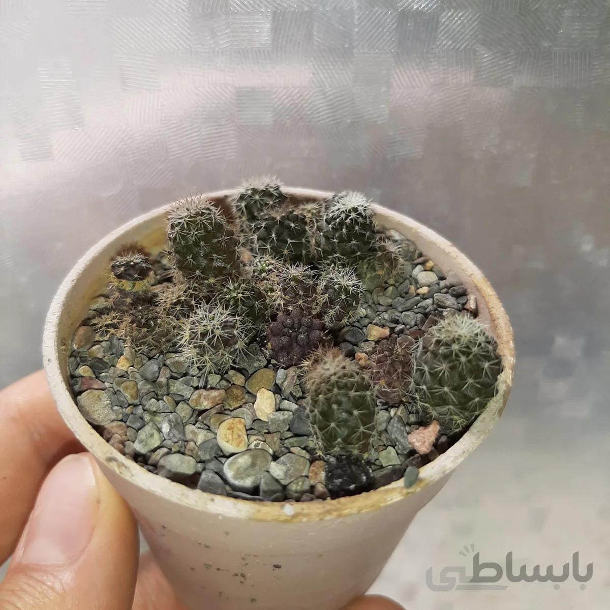 خزانه بذری کوپیاپوآ میکس خاص بسیار با کیفیت