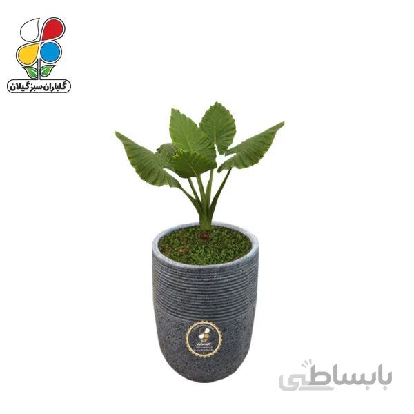 گیاه طبیعی بابا آدم سایز کوچک