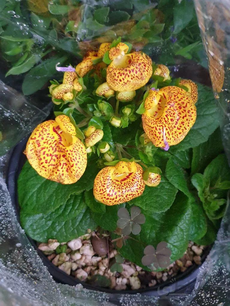 گوشواره ای زرد