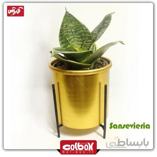 گل سانسوریا مینیاتوری لبه سفید