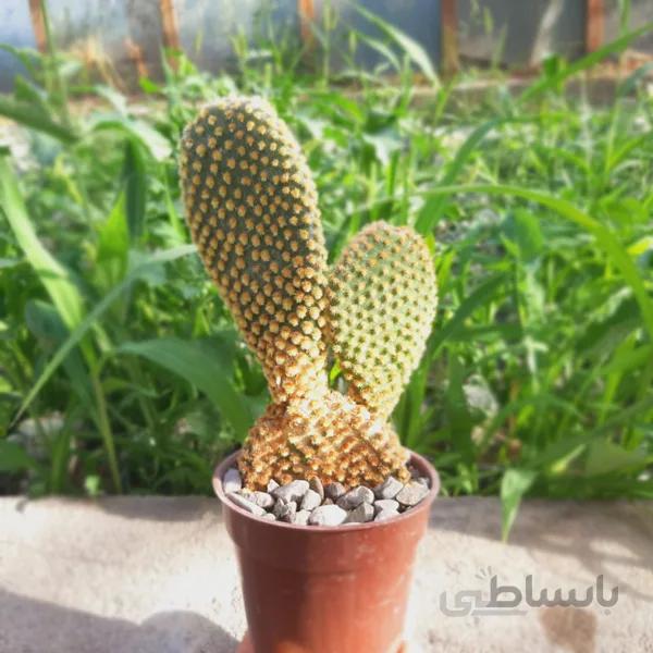 کاکتوس اپونتیا خرگوشی (گلدان 8)