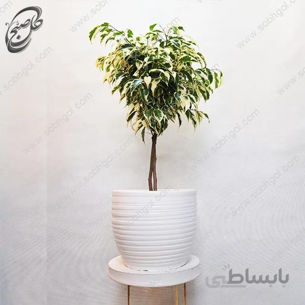 سفارش گل آنلاین – فیکوس بنجامین ابلق طرح F-030