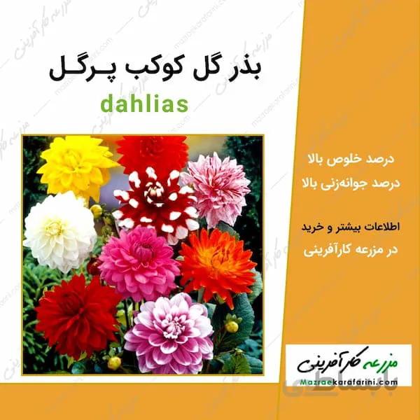 بذر گل کوکب پرگل