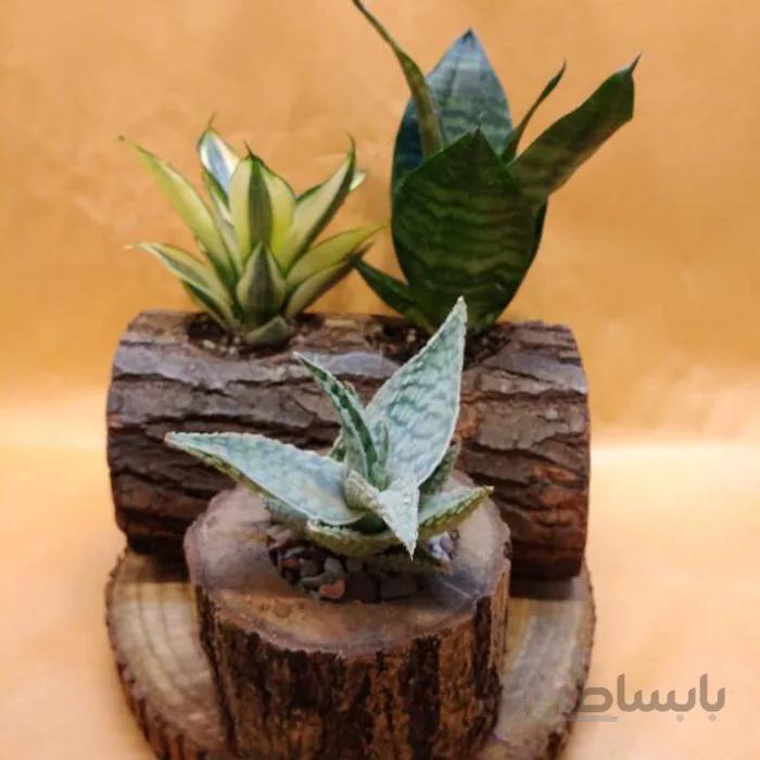 پکیج آگاو و سانسوریا با گلدان چوبی
