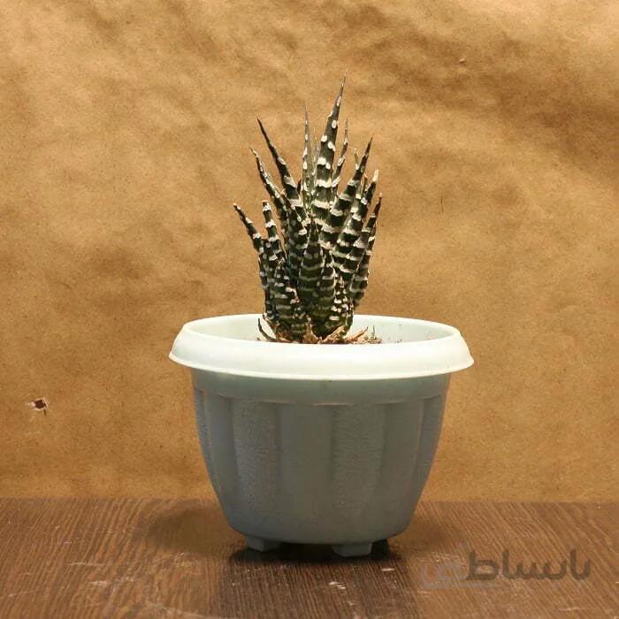هاورتیا گورخری