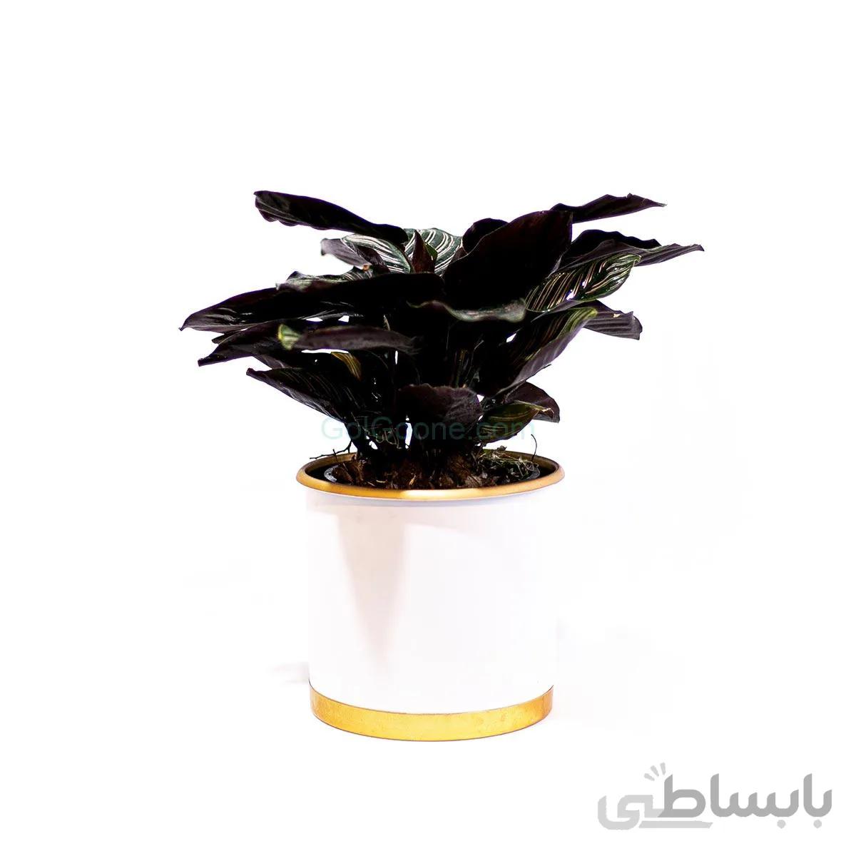 گیاه کالاتیا سندرینا (کالاته آ) | سایز متوسط