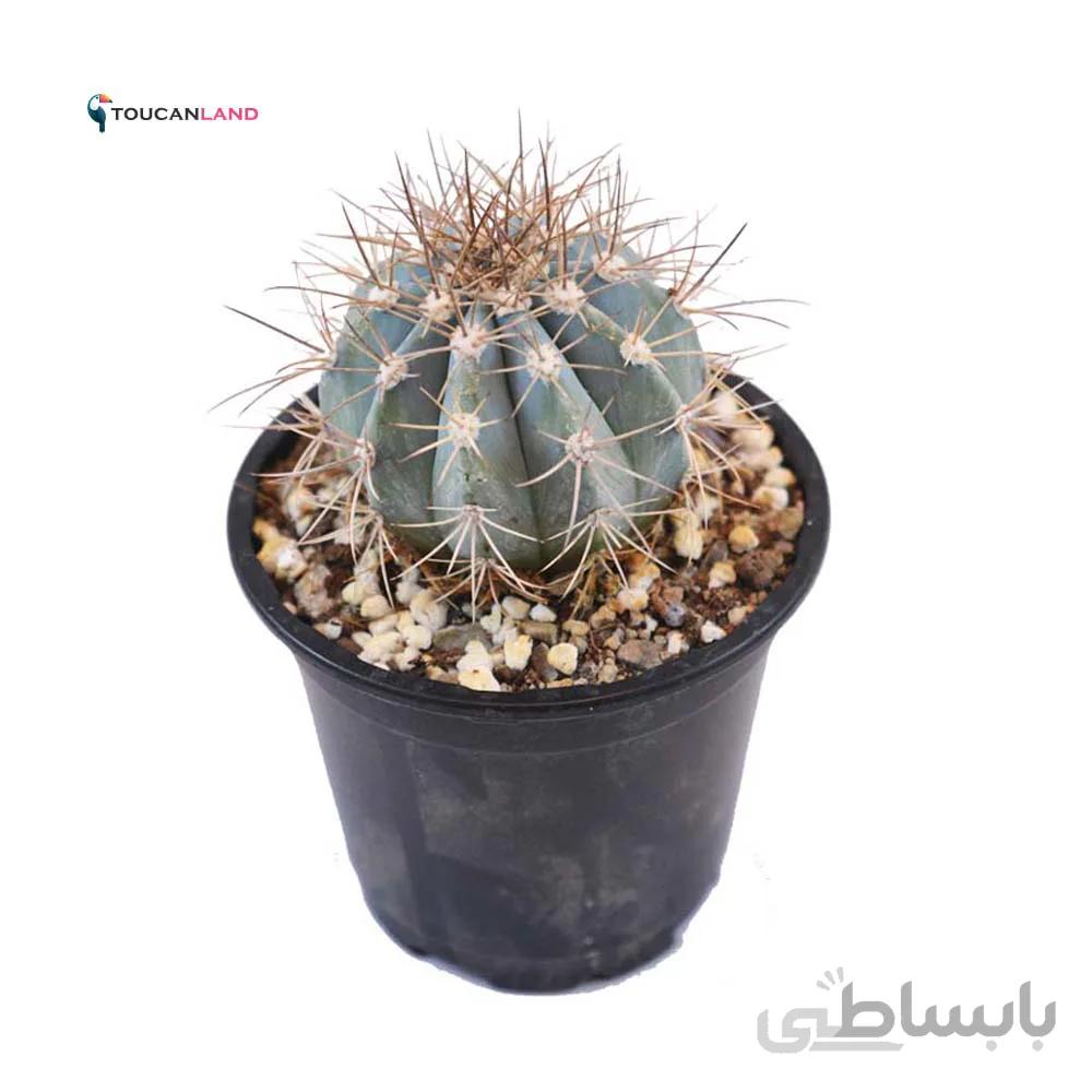 ملو آبی