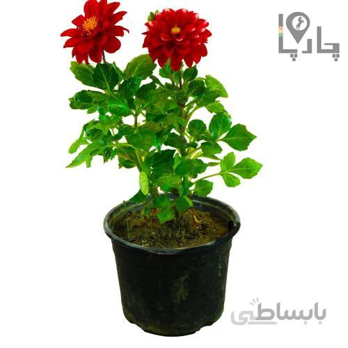 گل کوکب