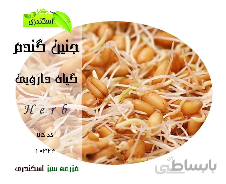 جنین گندم