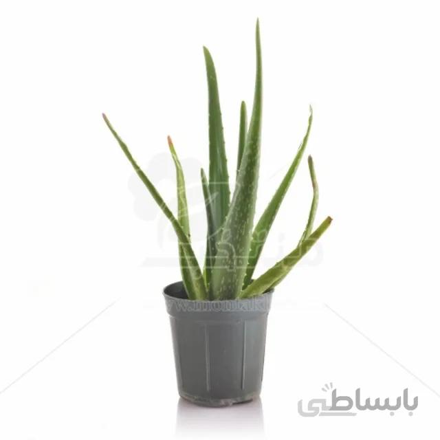 گیاه آپارتمانی آلوئه ورا 30 سانتی متری