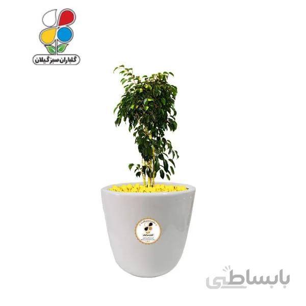 گیاه طبیعی بنجامین سبز بزرگ مدل GN13-12L